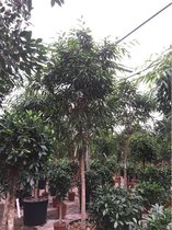 Ficus maclellandii 'Alii' - Jungle Boom 365-375cm