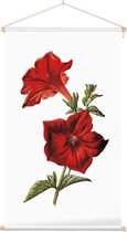 Crimson Petunia (Crimson Petunia White) - Foto op Textielposter - 40 x 60 cm