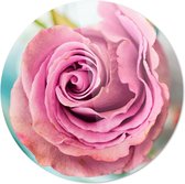 Roze Roos | Wanddecoratie | 90CM x 90CM | Schilderij | Foto op plexiglas | natuur | Landschappen