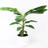 Musa 'Dwarf Cavendish' - Bananenplant - Incl. ELHO witte sierpot - Kamerplant luchtzuiverend  - ↑ 80-90cm - Ø 21cm