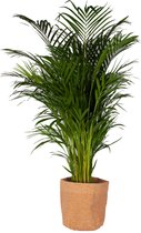 Kamerplant van Botanicly – Goudspalm met een kurk pot als set – Hoogte: 120 cm – Dypsis lutescens