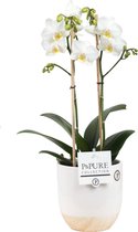 Orchidee van Botanicly – Vlinder orchidee in witte keramische pot met een hout-look als set – Hoogte: 45 cm, 2 takken, witte bloemen – Phalaenopsis Snow Flake