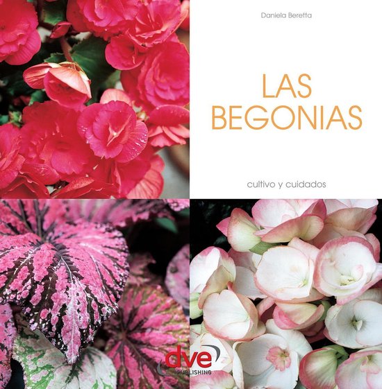 Foto: Las begonias