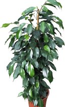 Gardenmarketplace Kamerplanten Ficus Benjamina -Treurvijg ,Klein