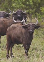 Water Buffalo Blank Book Lined Journal (5x7)