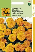 Hortitops Zaden - Tagetes Patula Nana Petite Orange