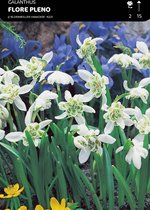 10 x Galanthus Flore Pleno