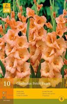 Gladiolus peter pears - 10st - Bloembollen - JUB Holland
