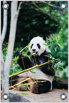 Tuinposter Panda met Bamboe 80x120cm- Foto op Tuinposter (wanddecoratie voor buiten en binnen)