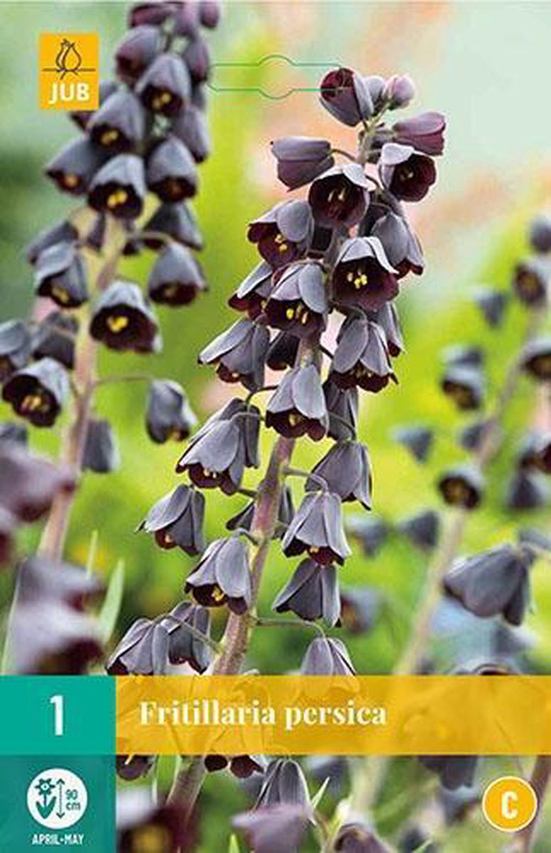 Jub Holland - bloembollen - Fritillaria persica - keizerskroon - 2 zakjes á 1 stuk