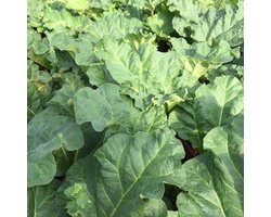 6 x Rheum Rhabarbarum - Rabarber Pot 9x9cm - Grootbladige Moestuinplant