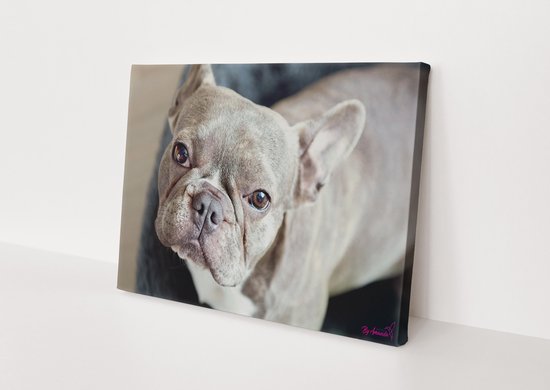 Hond | Franse Bulldog | Dieren | Stichting BY Amanda | Canvasdoek | Wanddecoratie | 90CM x 60CM | Schilderij