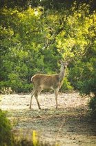 Hello Deer