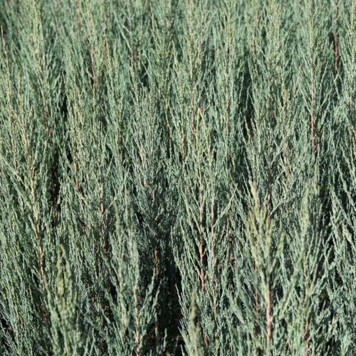 Juniperus Scoparius 'Blue Arrow' - Jeneverbes 40-50 cm in Pot - Smalle Blauwe Jeneverbes voor Tuinaccenten
