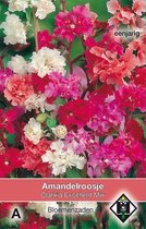 Van Hemert & Co - Amandelroosje Excellent Mix (Clarkia unguiculata)