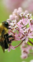 Bijenassortiment met kruiden 10m2 - Bee Happy Kruiden: Bijenvriendelijke kruidenmix