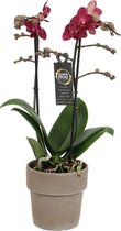 Orchidee van Botanicly – Vlinder orchidee in taupe keramiek pot als set – Hoogte: 45 cm, 2 takken, rode bloemen – Phalaenopsis Red Lion