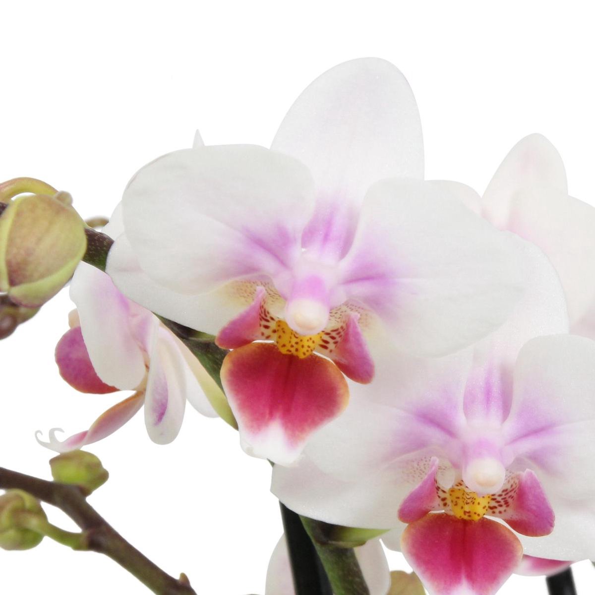 Orchidée de Botanicly 2 pousses Phalaenopsis Pixie Orchidée papillon fleurs rose-blanc Hauteur: 45 cm 
