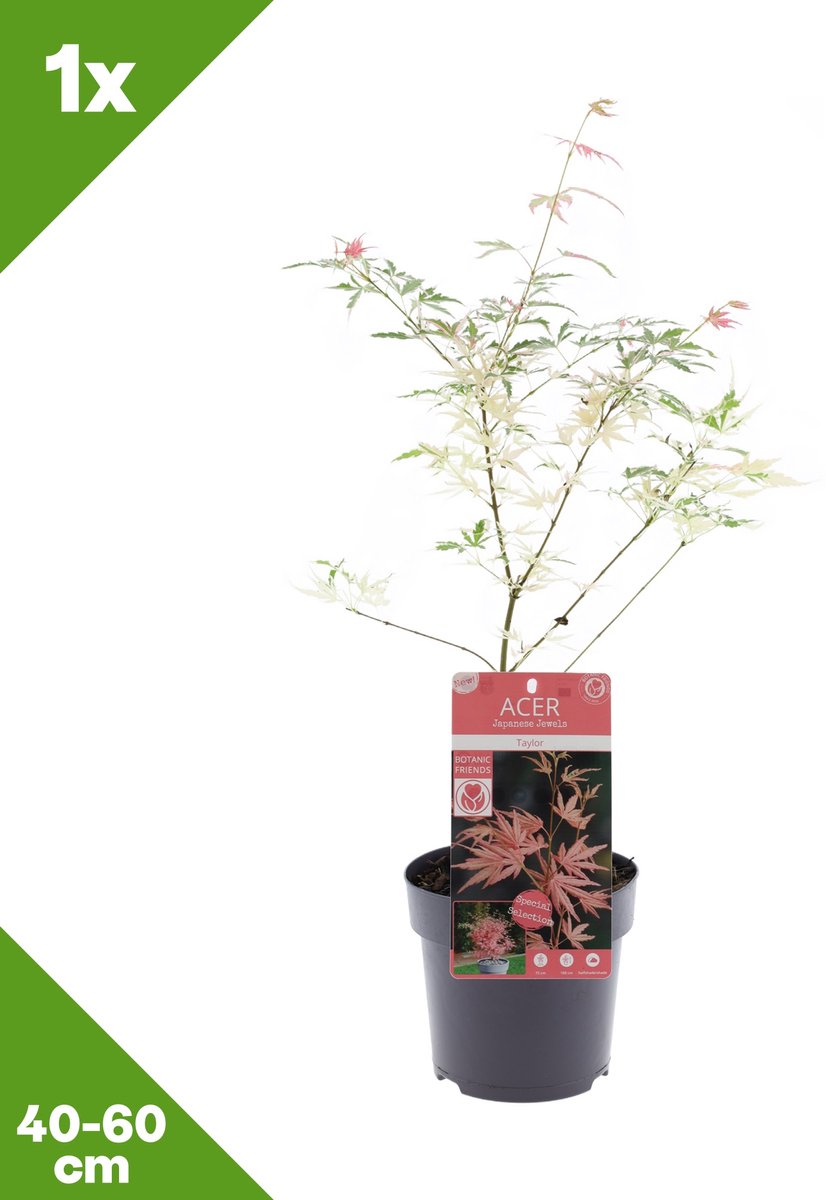 GARDENZO - Japanse esdoorn 'Taylor', sierlijke heester - 40-60 cm - Winterhard