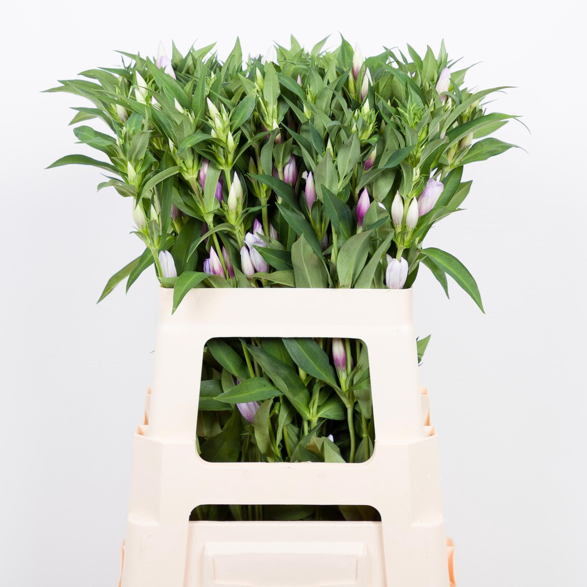 10x Gentiana pink sky 60cm