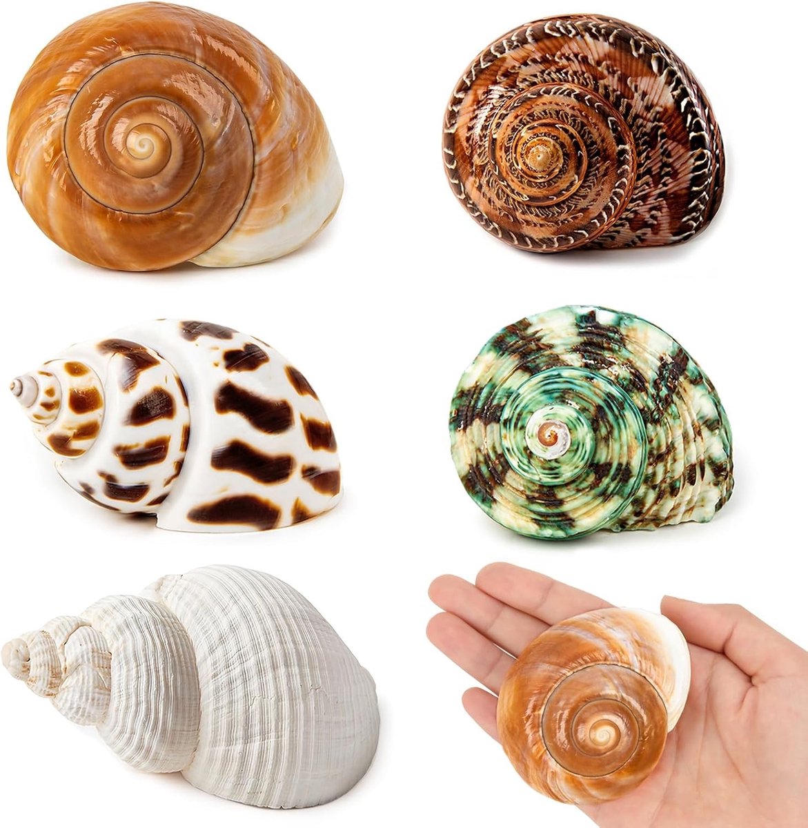 Vijf middelgrote en grote heremietkreeft schelpen, natuurlijke zee schelpen van 5,5-9 cm, turbo schelpen voor heremietkreeften en aquariumdecoratie, ideaal voor huisdieren.