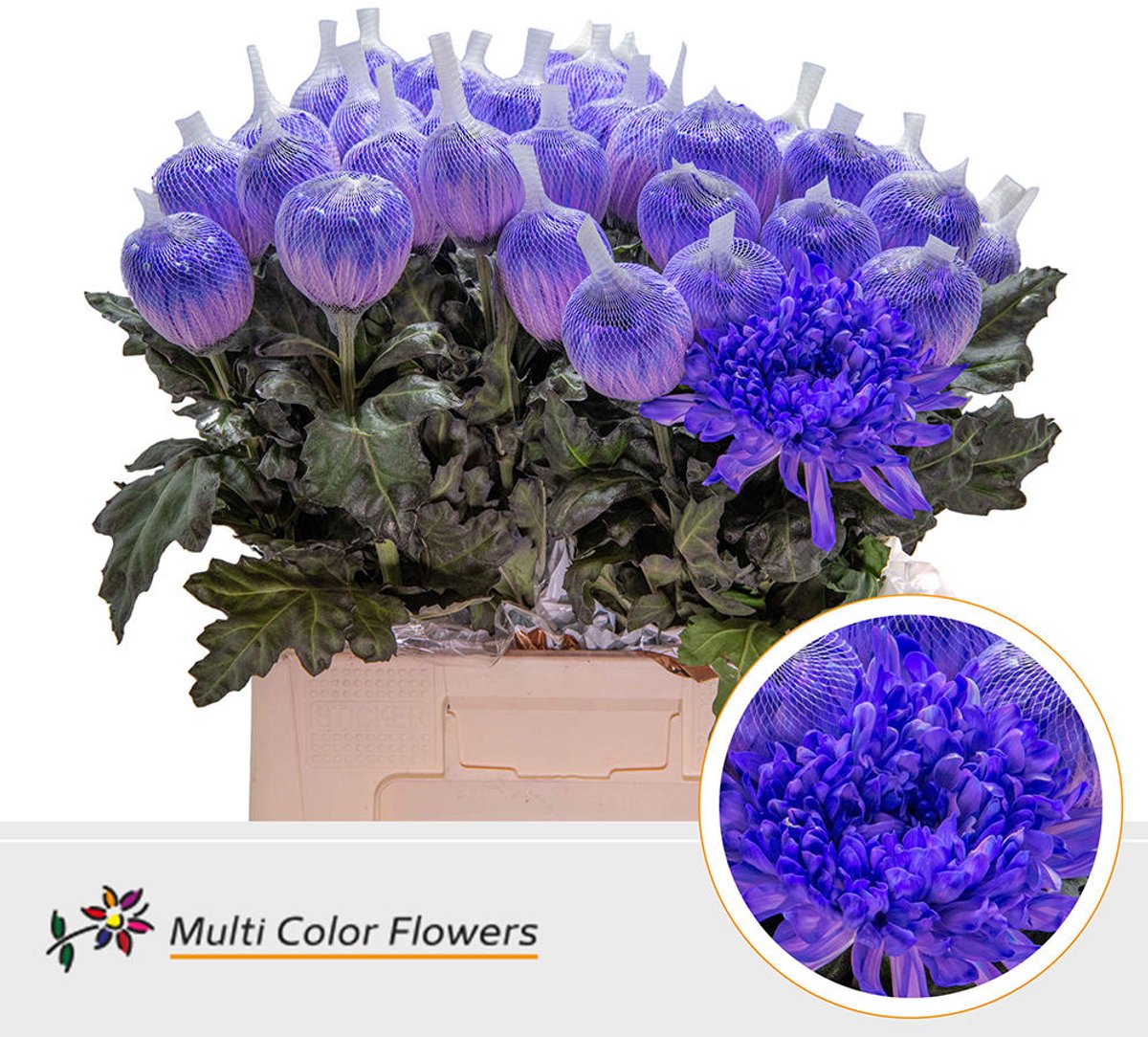 10x Chrysant antonov violet donker 70cm
