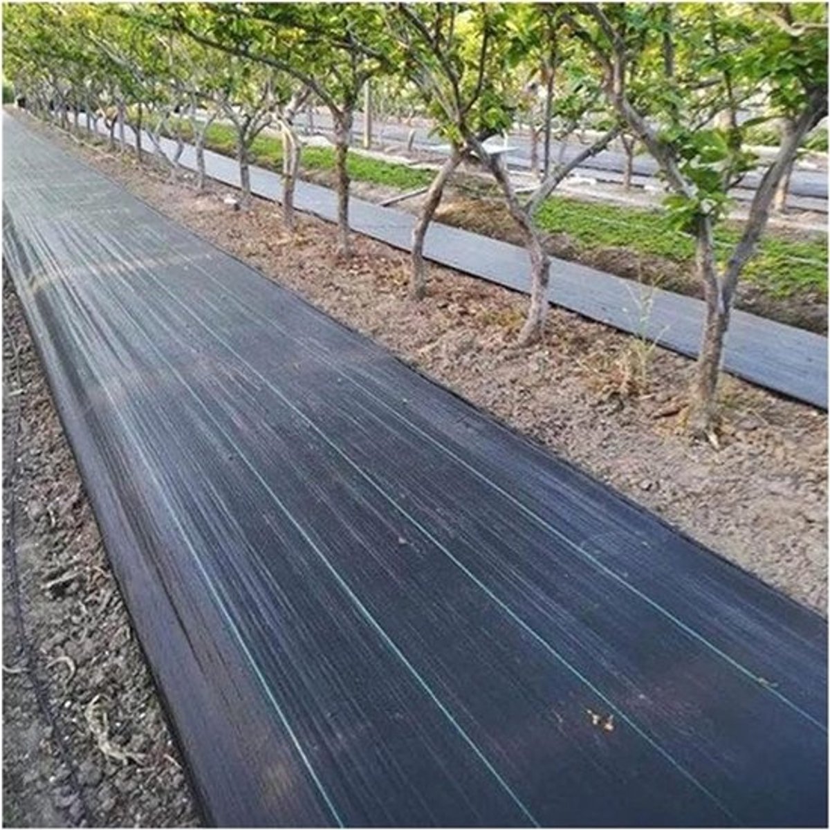 Onkruidmembraan Bodembedekker - Tuin Bodemdoek - Onkruid Vrij Houden - Waterdoorlatend Ontwerp - 60 cm x 90 m - Zwart