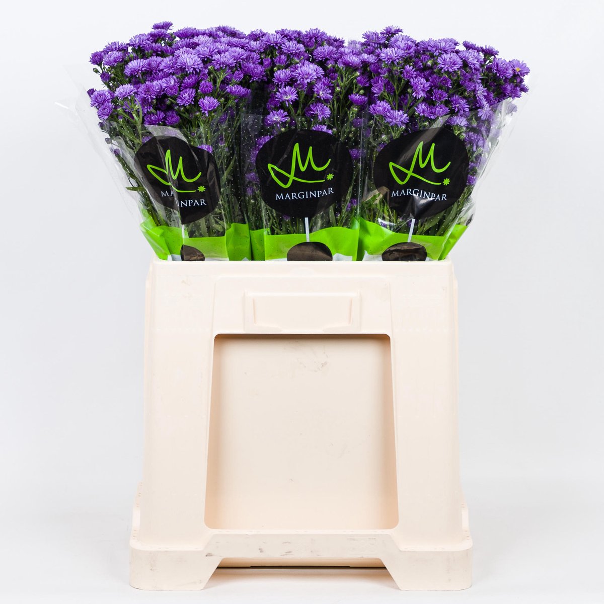 25x Aster astee dark milka 70cm