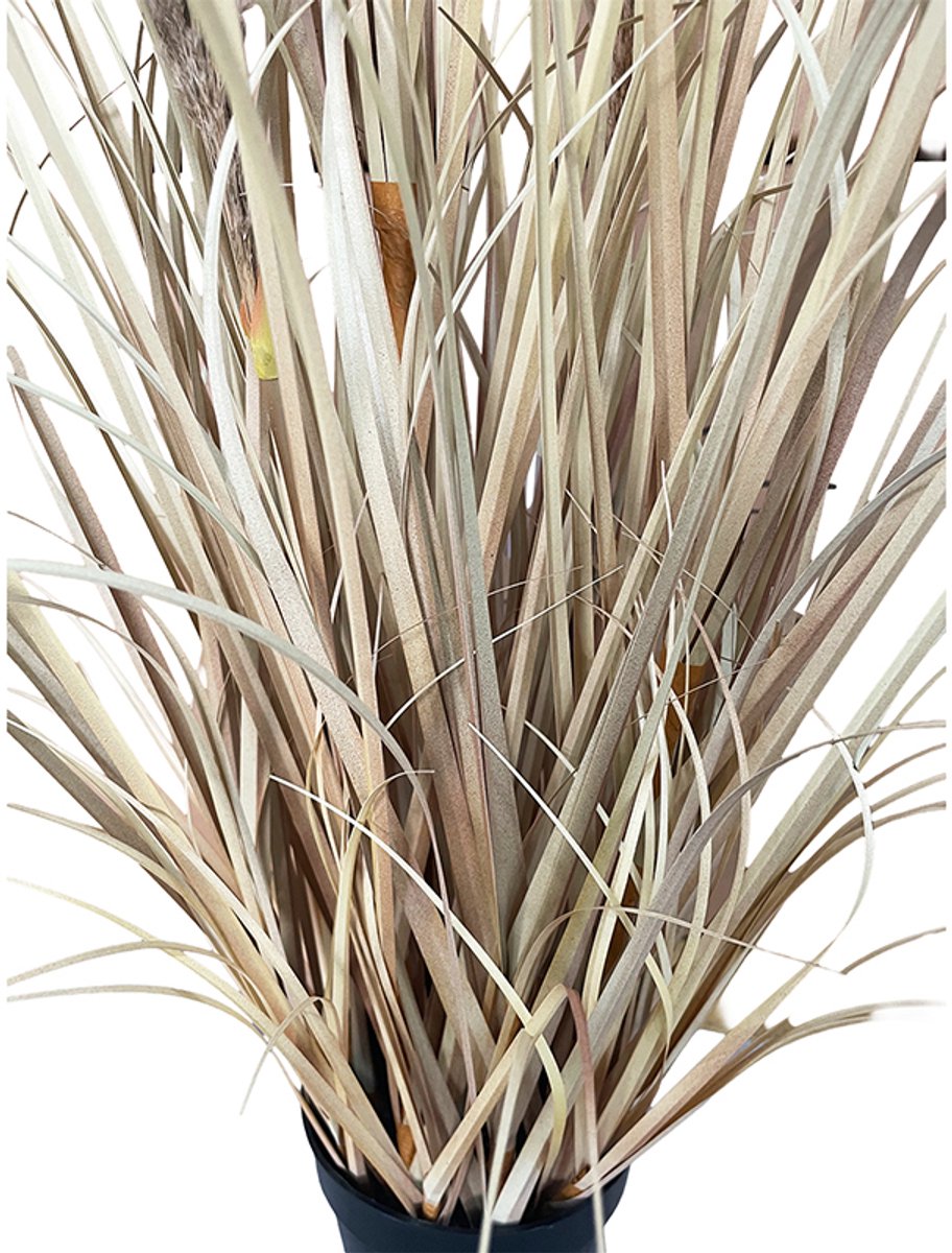 Onion Grass Natural Pampas 120cm