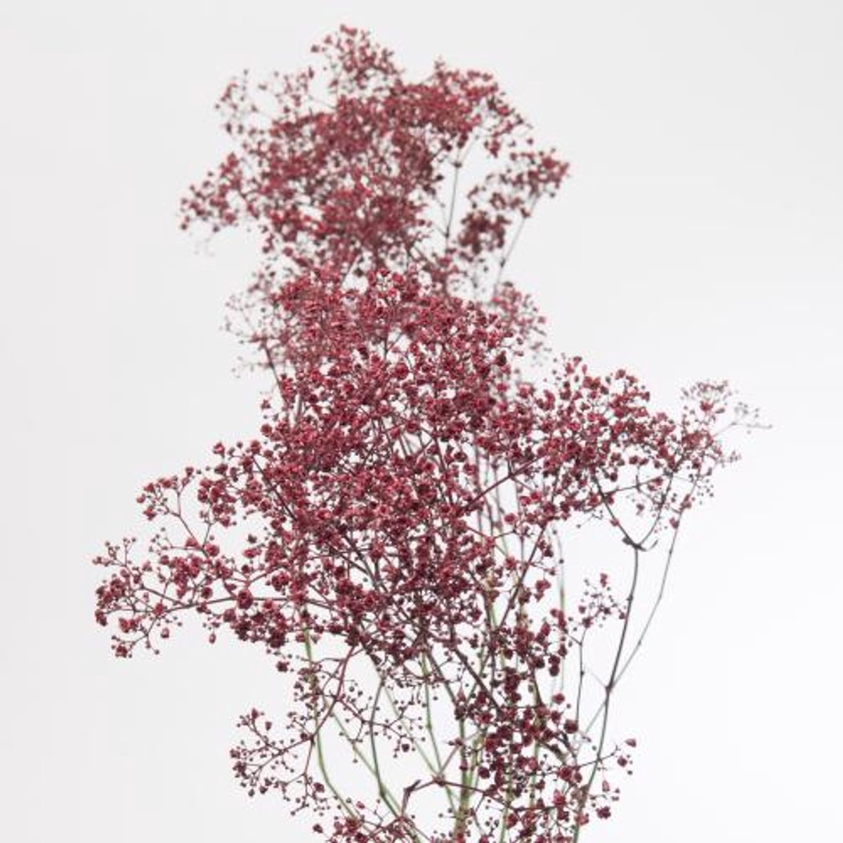 25x Gipskruid m.stars bordeaux 70cm