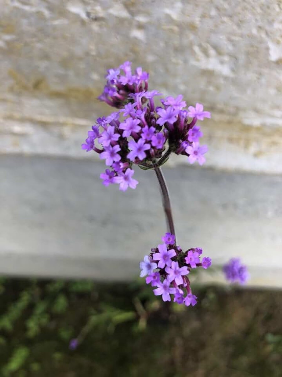 Verbena Bonariensis - duizendblad in pot, 9 x 9 cm
