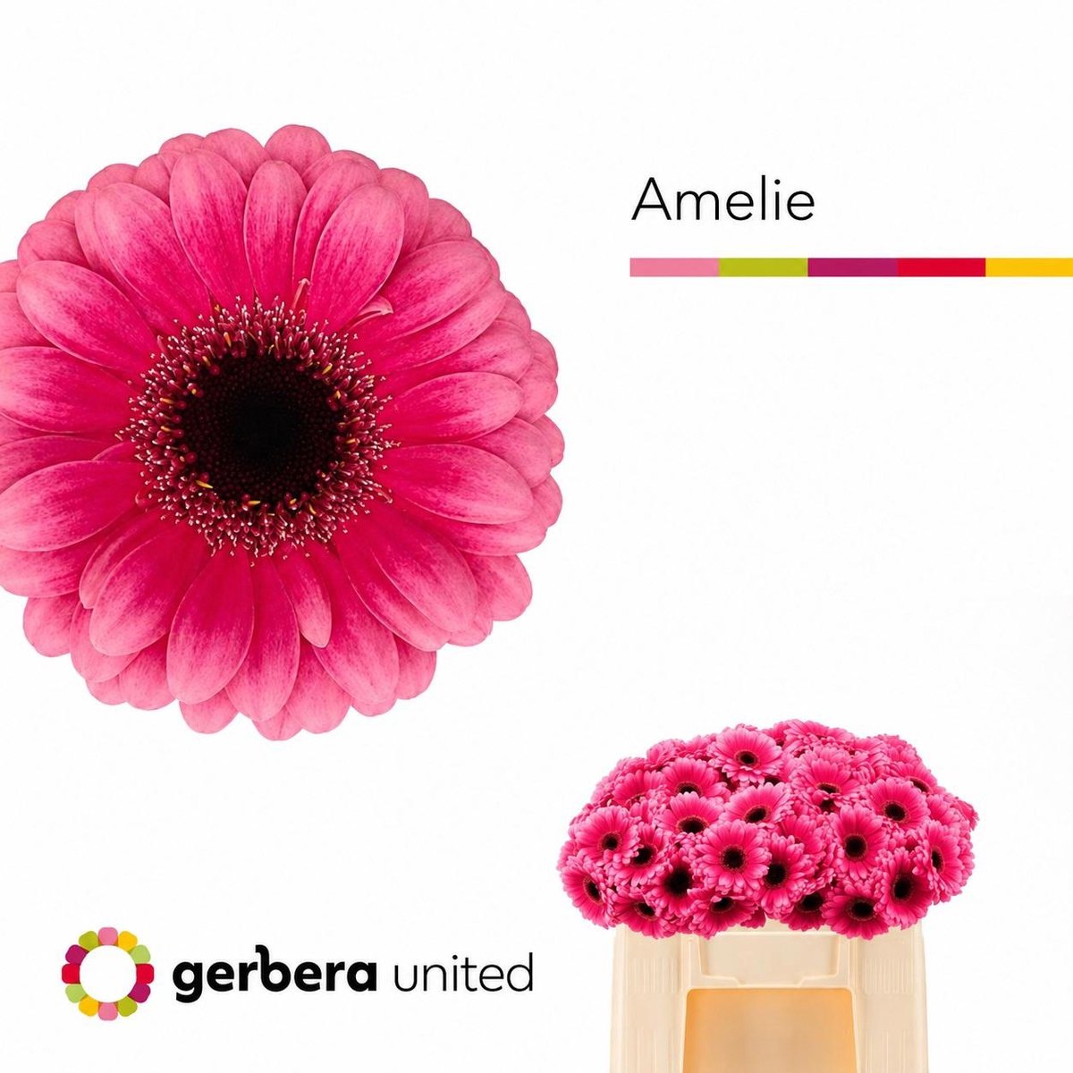 20x Germ.amelie 50cm