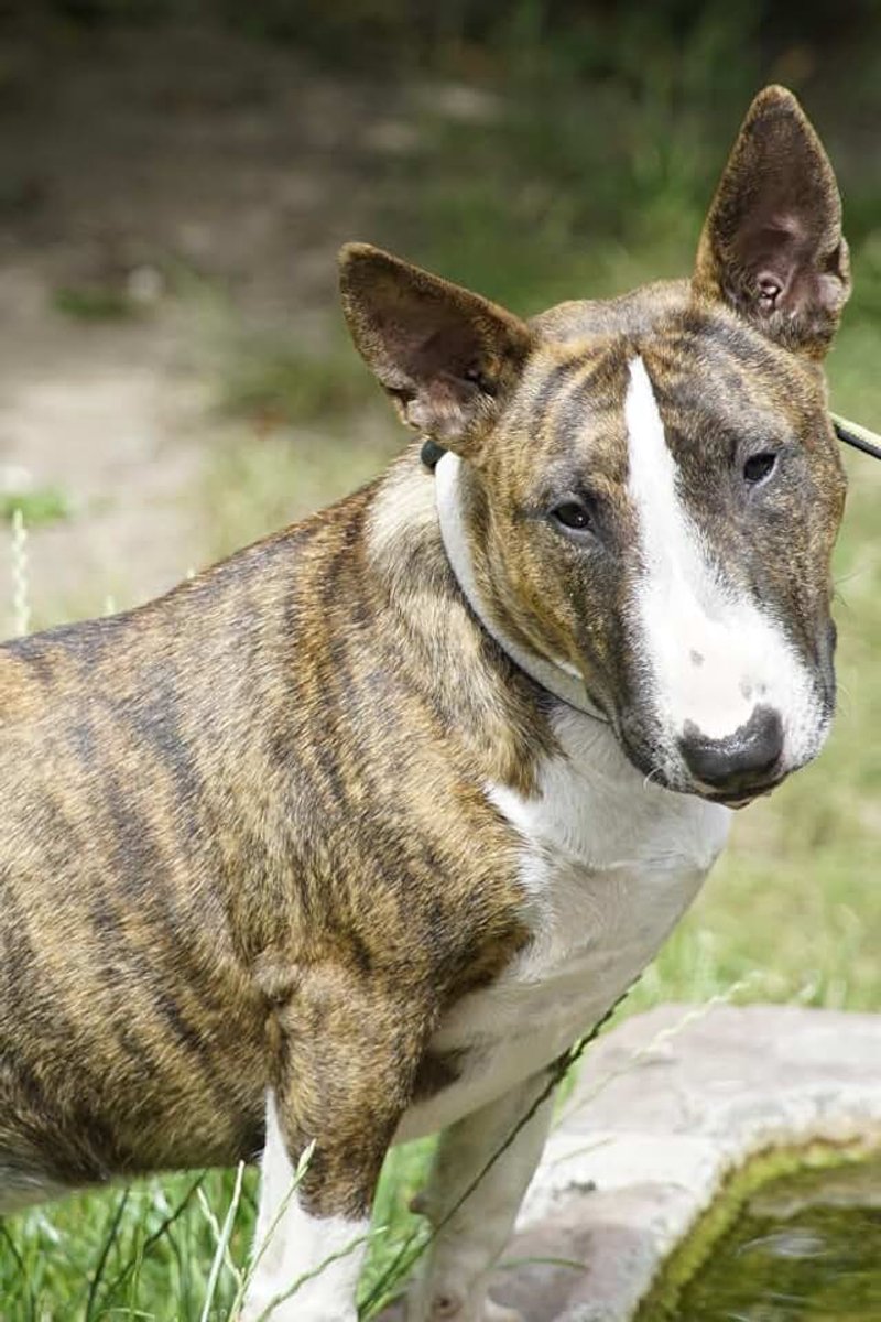 Bull terrier: Cuaderno con líneas y diseño animal moderno para diario, notas y escritura personal