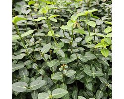 Euonymus Fortunei Radicans 60 Stuks