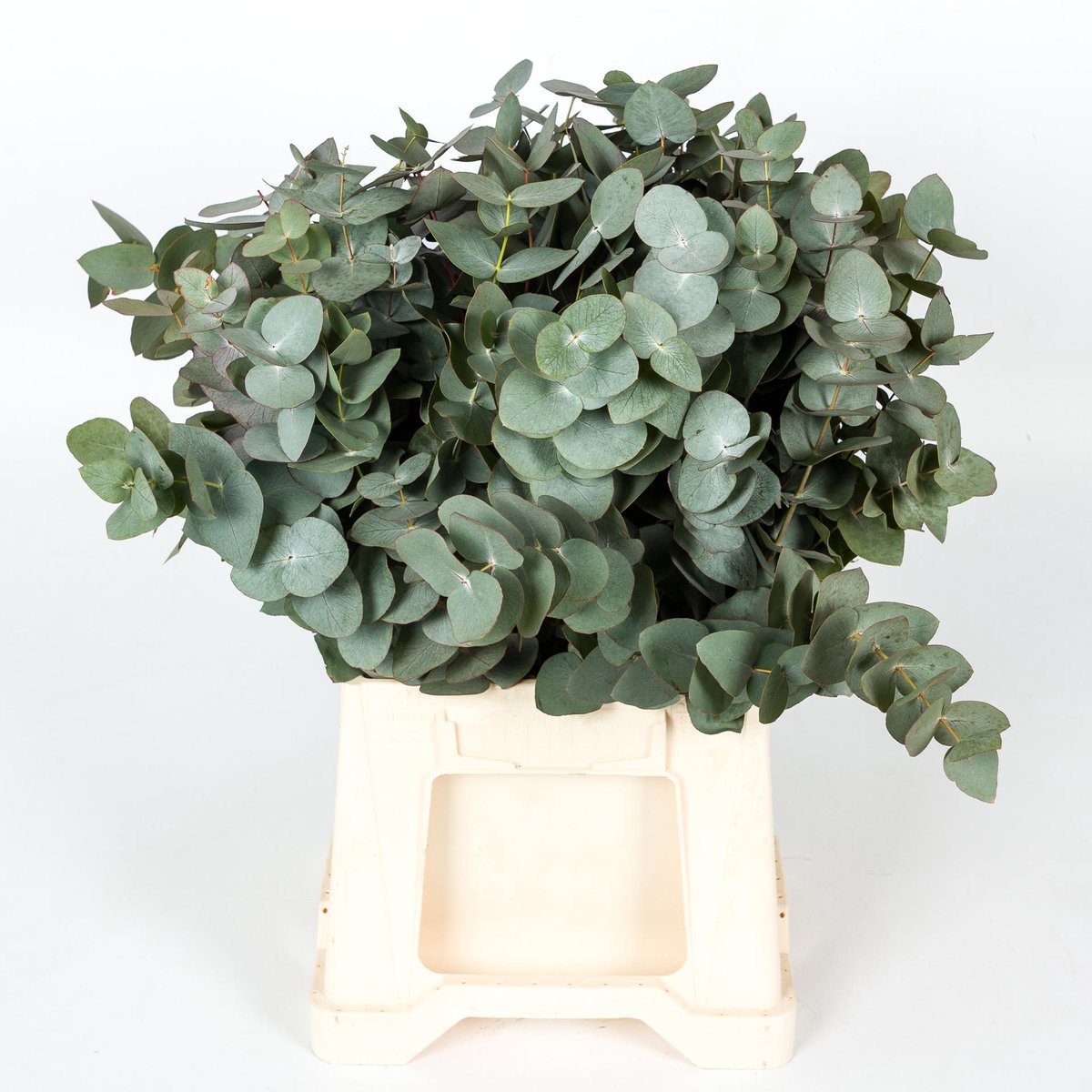 1x Sg eucalyptus cin.kort 50cm