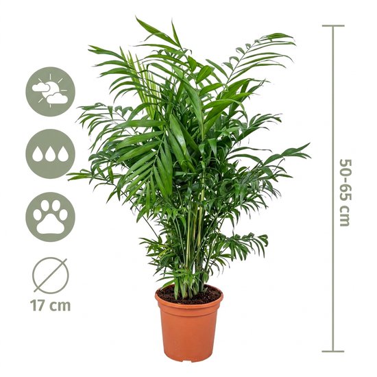 Chamaedorea Elegans plant met iconen voor verzorging en 50-65 cm hoogte, 17 cm pot.