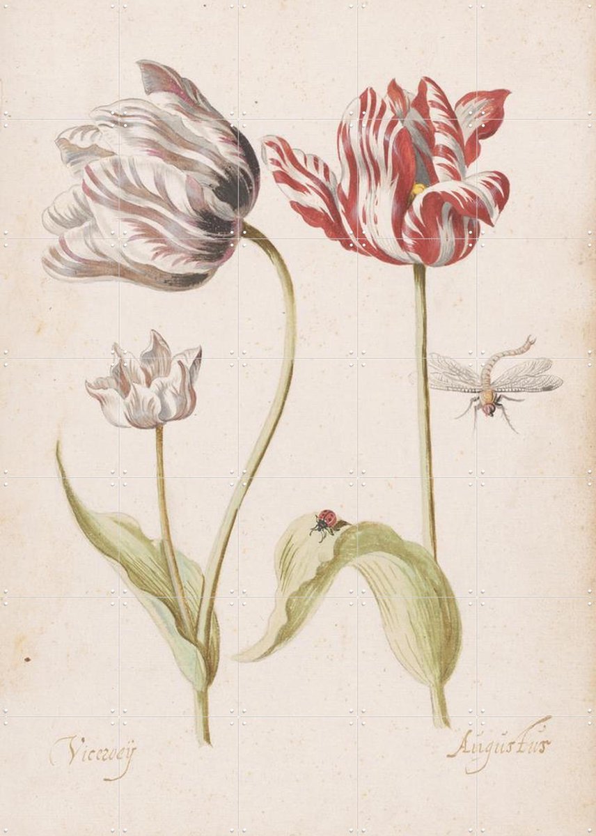IXXI Twee tulpen met insecten, Jacob Marrel (1614 – 1681) & Rijksmuseum - 100 x 140 cm - Gratis ophangtool - Grote wanddecoratie en posters -