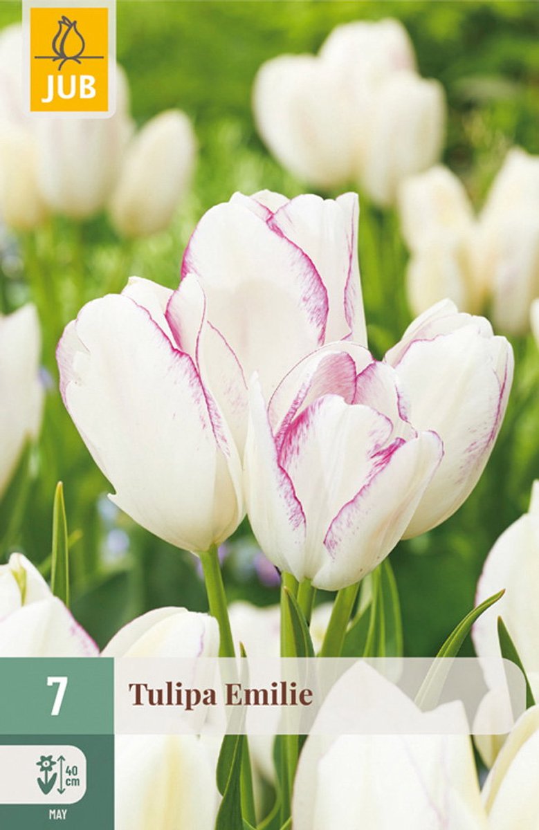 Tulipa Emilie bloembol JUB 7 stuks