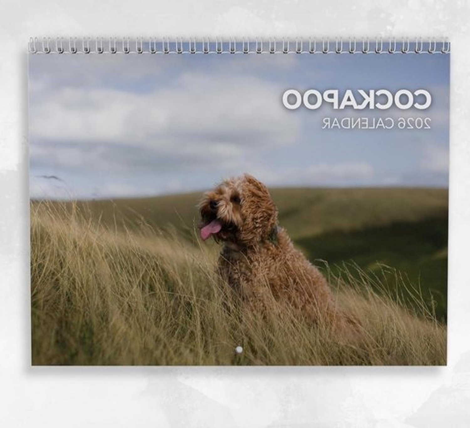 Cockapoo Kalender 2026 - Hondenkalender Maandplanner - Organiseren van Afspraken - Inclusief Feestdagen Notities - A4 Formaat - Meerdere Kleuren