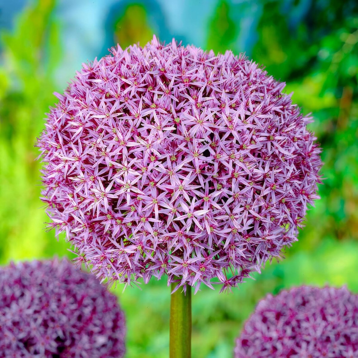 Allium Bloembollen Winterhard - Sierui - Super bowl - 5 stuks - Paars - Bloem bollen - Mix Meerjarig