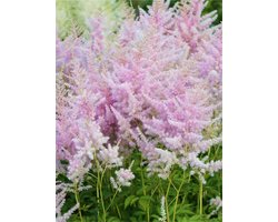 5x Pluimspirea 'Astilbe hyazinth' - BULBi® Bloembollen met bloeigarantie