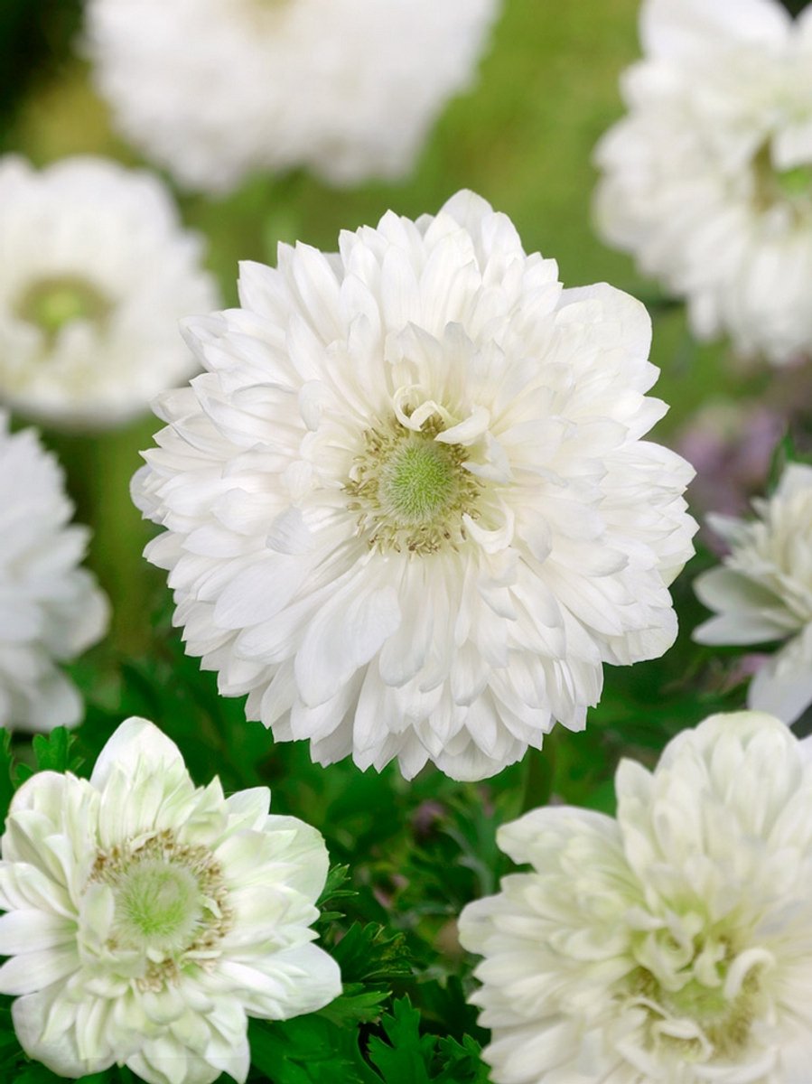 50x Anemoon 'Mount everest st. brigid' - BULBi® Bloembollen met bloeigarantie