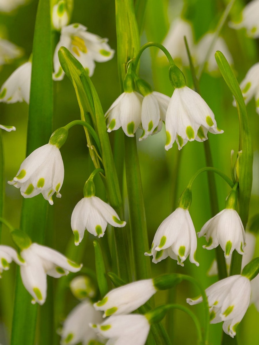 10x Leucojum 'Leucojum gravetye giant' - BULBi® Bloembollen met bloeigarantie