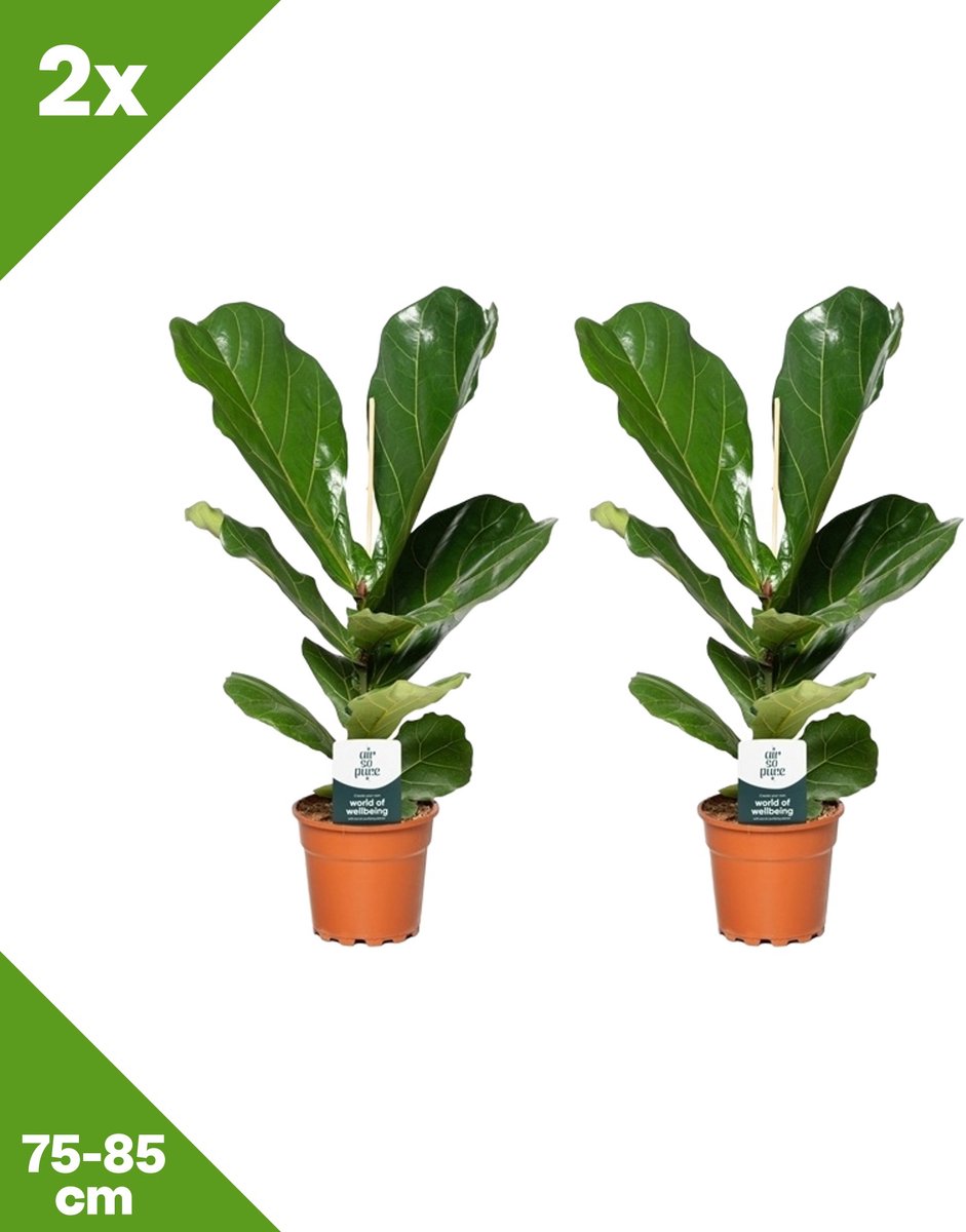 GARDENZO - Ficus lyrata (Vioolbladplant) x 2, P17, 75-85 cm