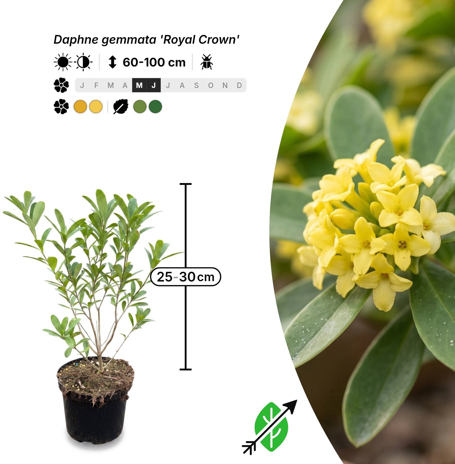 Singleplants - 18x Daphne gemmata 'Royal Crown' - Pot C1.5 - winterhard tot -12°C