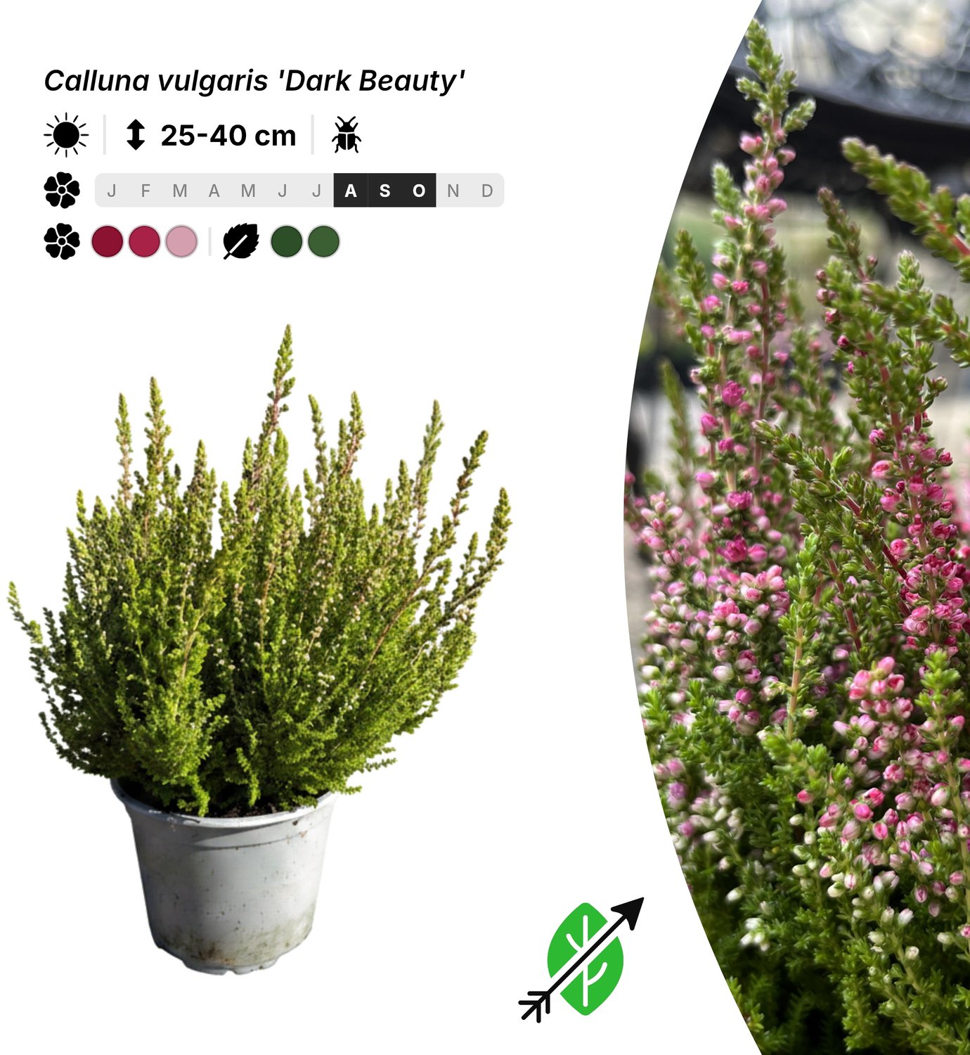 Singleplants - 10x Calluna vulgaris 'Dark Beauty' - Pot P10,5 - bodembedekker - winterhard tot -20°C