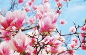 Schilderij - Roze magnolia in volle bloei, 3 maten, premium print , Multikleur