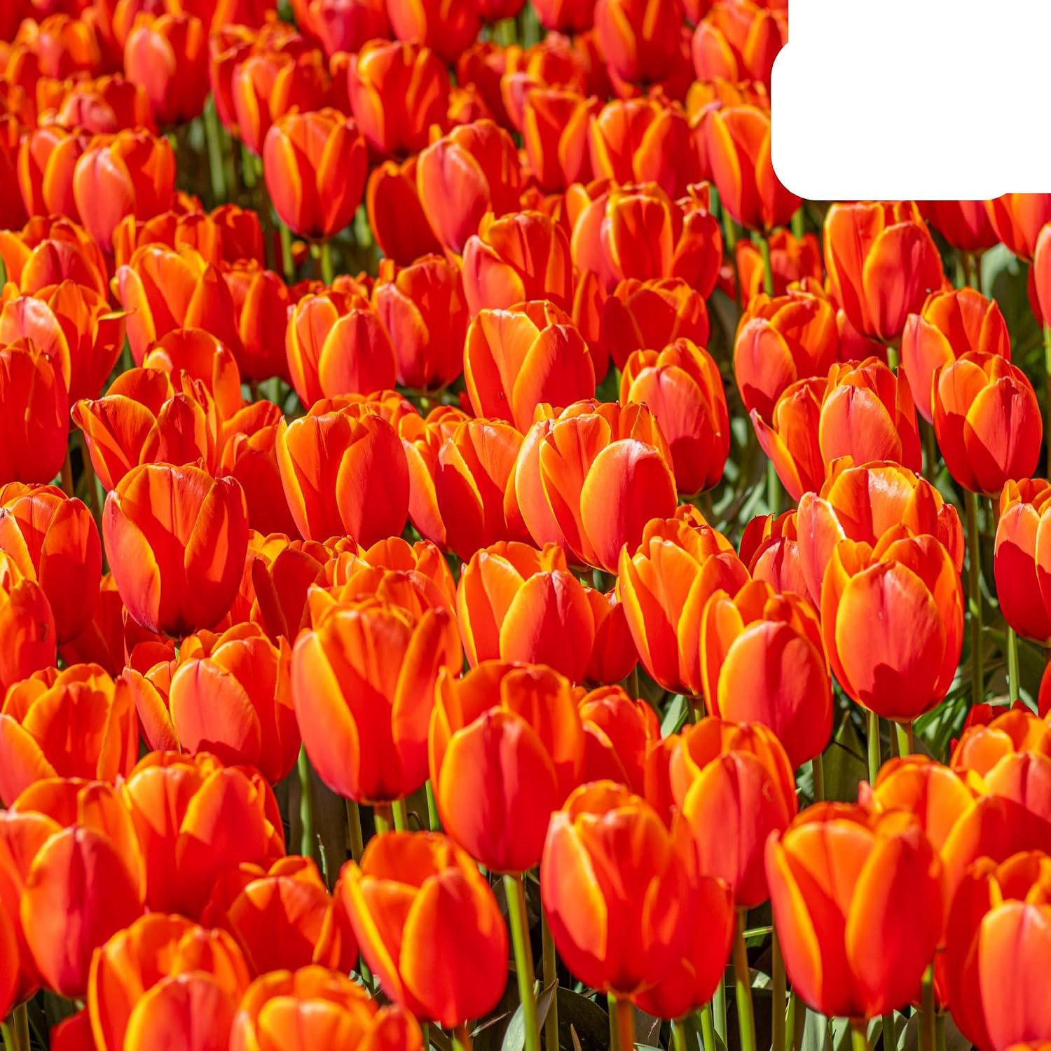 Tulpenbollen 30-50cm - grote oranje tulpen - 20 stuks - duurzaam en biologisch gekweekt - m-winkel