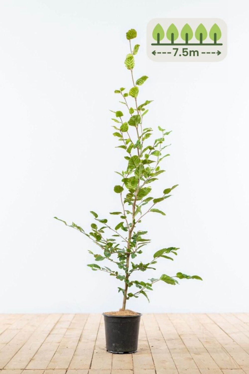 Groene Beuk 100-125 cm voor 7.5 meter - 30st. Fagus sylvatica
