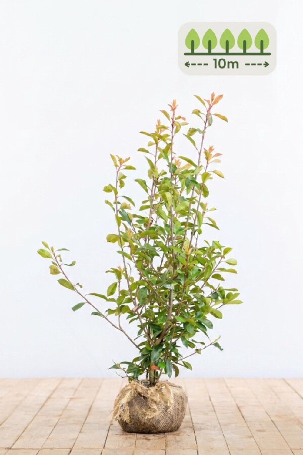 Photinia fraseri 'Red Robin' 125-150 cm voor 10 meter - 20st. Photinia fraseri 'Red Robin'